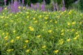 Field of yellow Large-flower primrose-willow Ludwigia grandiflora plants